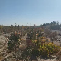 باغ|فروش خانه و ویلا|شاهین‌شهر, فرودگاه هسا|دیوار