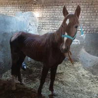 اسب نریون کرد|اسب و تجهیزات اسب‌سواری|قم, شاه ابراهیم|دیوار