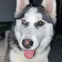 هاسکی گم شده