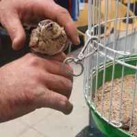 دو عدد سهرخاکی|پرنده|تاکستان, |دیوار