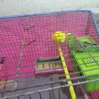 دوجفت مرغ عشق  موقعیت داوداباد