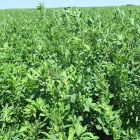 زمین کشاورزی آبی