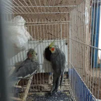 یک جفت عروس هلندی سیامون سالم