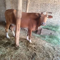 گاو گوساله|حیوانات مزرعه|اهواز, پادادشهر|دیوار