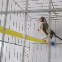 پرنده.قناری.سهره