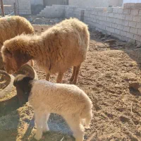 دو عدد گوسفند مطافیل برهاشون نر جفتی 390/000/000
