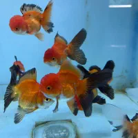 بارماهی گلدفیش وارداتی رسید