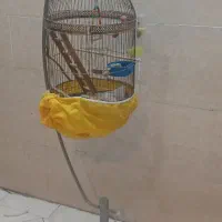 قفس