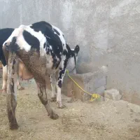 فروش دو راس گاو با گوساله|حیوانات مزرعه|زیلائی, |دیوار