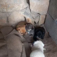 سگ پاه کوتاه