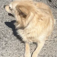 واگذاری سگ پامرانین اشپیتز|سگ|کرمان, |دیوار