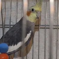 فروش عروس هلندی نر بالغ|پرنده|کاشان, فین بزرگ|دیوار