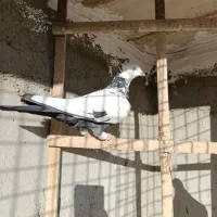 طوقه دار سیاه ماده