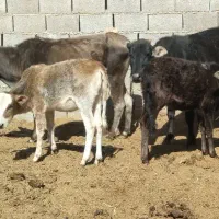گاو گوساله تعاونی ارزون قیمت|حیوانات مزرعه|شیراز, گویم|دیوار