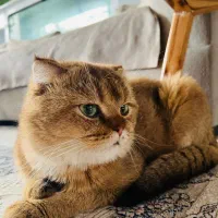 اسکاتیشNY11|گربه|مراغه, |دیوار