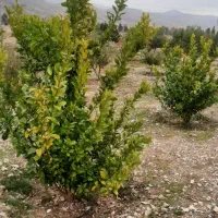 خانه-باغ-در-ریکا