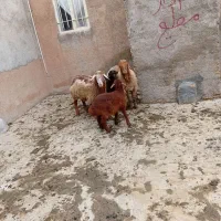 گوسفند بردار شکم اول بره بزرگ شکم اول چهار دندون