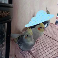 عروس هلندی جفت