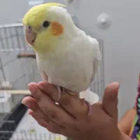 عروس هلندی جوجه با قفس