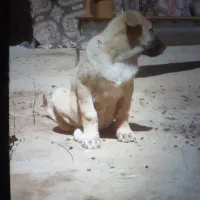 با این شماره تماس بگیرید|سگ|کبودرآهنگ, |دیوار