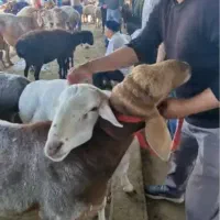 حراج حراج گوسفند زنده نر فقط ۲۸۰/۰۰۰ حراج|حیوانات مزرعه|تهران, جیحون|دیوار