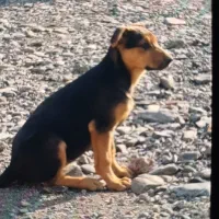 سگ ژرمن دوبرمن میکس واگذاری