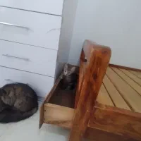 واگذاری بچه گربه|گربه|پرند, فاز ۵|دیوار