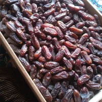 خرمای ربی دانه بلندمشکی صادراتی