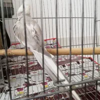 عروس هلندی نر|پرنده|کرمانشاه, |دیوار