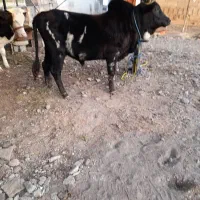 ورزاکوله  گاونر  چالوسی