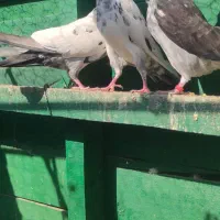 سه عدد حیوون درجه یک