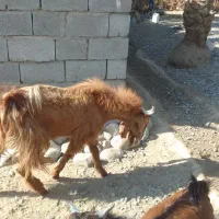 گوسفند پاکستلنی|حیوانات مزرعه|عنبرآباد, |دیوار