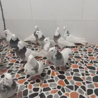 واگذاری پرنده اصل و نسب دار|پرنده|کوهدشت, |دیوار