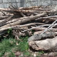 گیاه همه گیاه علف