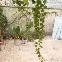 خونه ویلایی|اجارهٔ خانه و ویلا|رشت, حمیدیان|دیوار