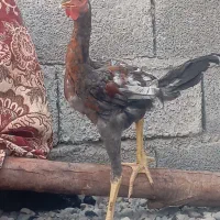 مرغ لاری