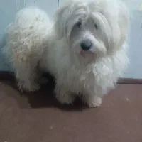 سگ پامر وشیتزو