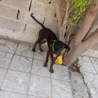 سگ پارسا جوان