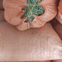 یونجه