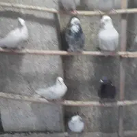 کفتر خوب .قفس .جوجه پرون غلامی|پرنده|ری, ولی آباد|دیوار