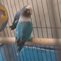 جفت کوتوله زیبا|پرنده|مرودشت, پشت سایپا|دیوار