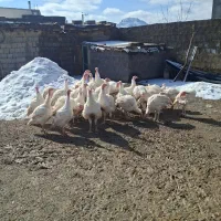 بوقلمون سفید|حیوانات مزرعه|سقز, |دیوار