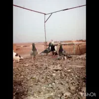 کبوتر خارج شهری پرشی|پرنده|بیرجند, |دیوار