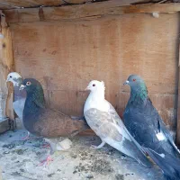 کفتر پرشی زینتی معاوضه با کفتر پلاکی