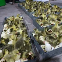 خریدار همه روز جوجه غاز تعداد بالا|حیوانات مزرعه|قائم‌شهر, |دیوار