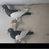 دنش|پرنده|مشهد, شهید معقول|دیوار