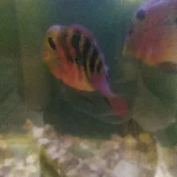 ماهی فلاور|ماهی|قم, علی آباد سعدگان|دیوار