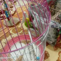 تعدادی عروس هلندی و مرغ به فروش میرسد