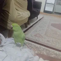 طوطی ملنگو سخنگو|پرنده|بندر امام خمینی, |دیوار