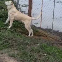 سگ سرابی نر